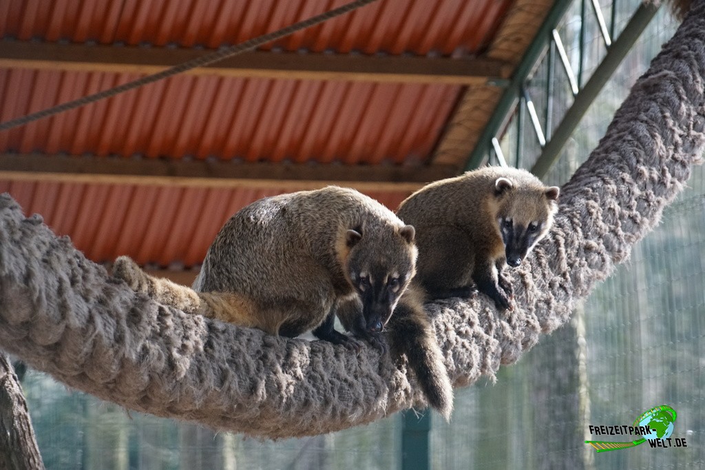 Nasenbär im Wildpark Frankenhof - 2016