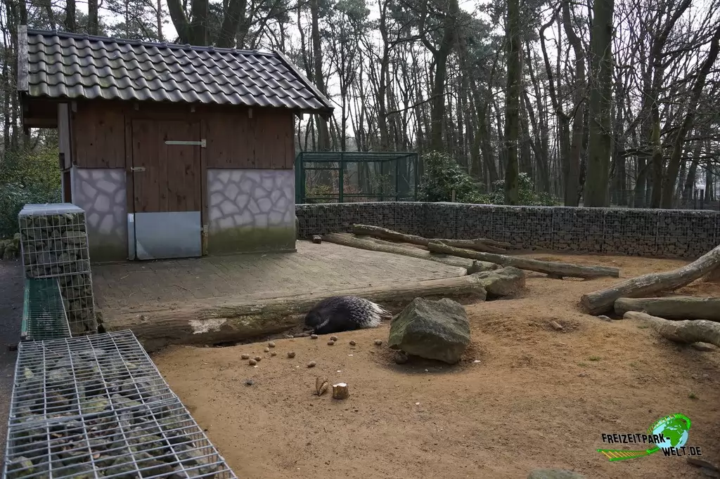 Weißschwanz-Stachelschwein im Wildpark Frankenhof - 2016