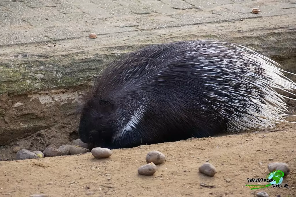 Weißschwanz-Stachelschwein im Wildpark Frankenhof - 2016