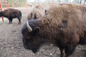 Mini-Galerie Wildpark Frankenhof Foto 5