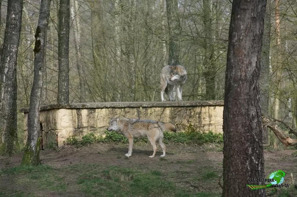 Timberwolf im Wildpark Frankenhof - 2016