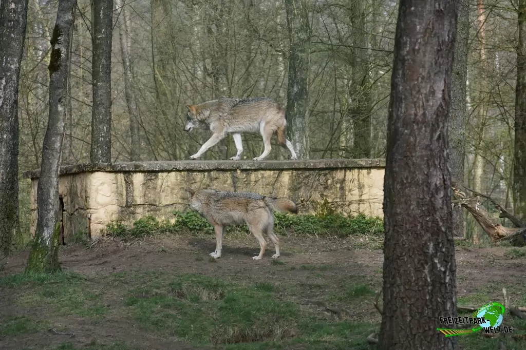 Timberwolf im Wildpark Frankenhof - 2016