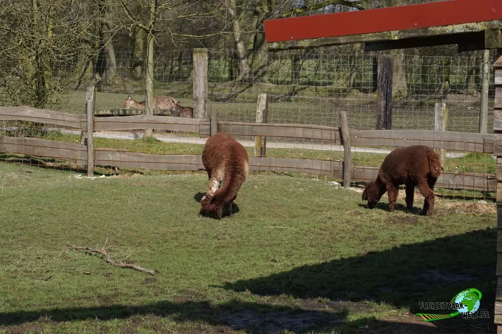 Alpaka im Wildpark Frankenhof - 2016