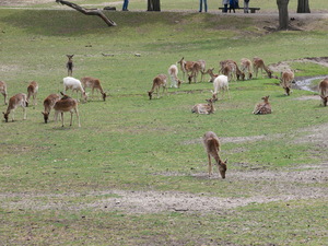 Teaserfoto Wildpark Johannismühle