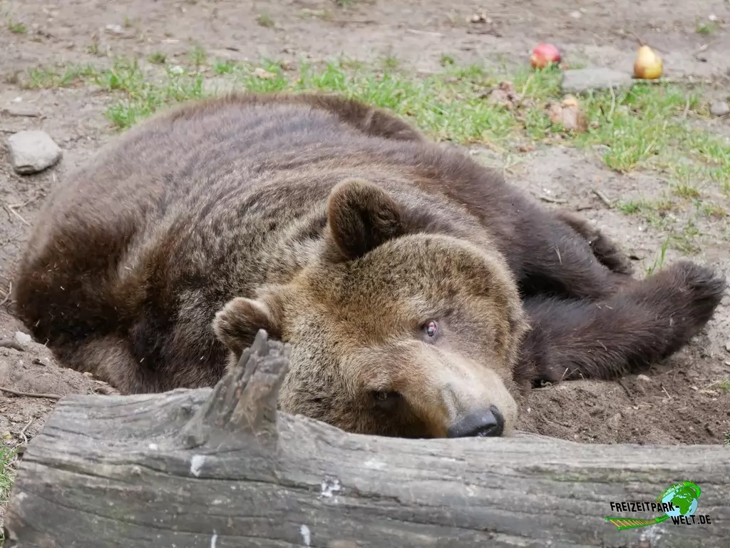 Braunbär im Wildpark Johannismühle - 2020