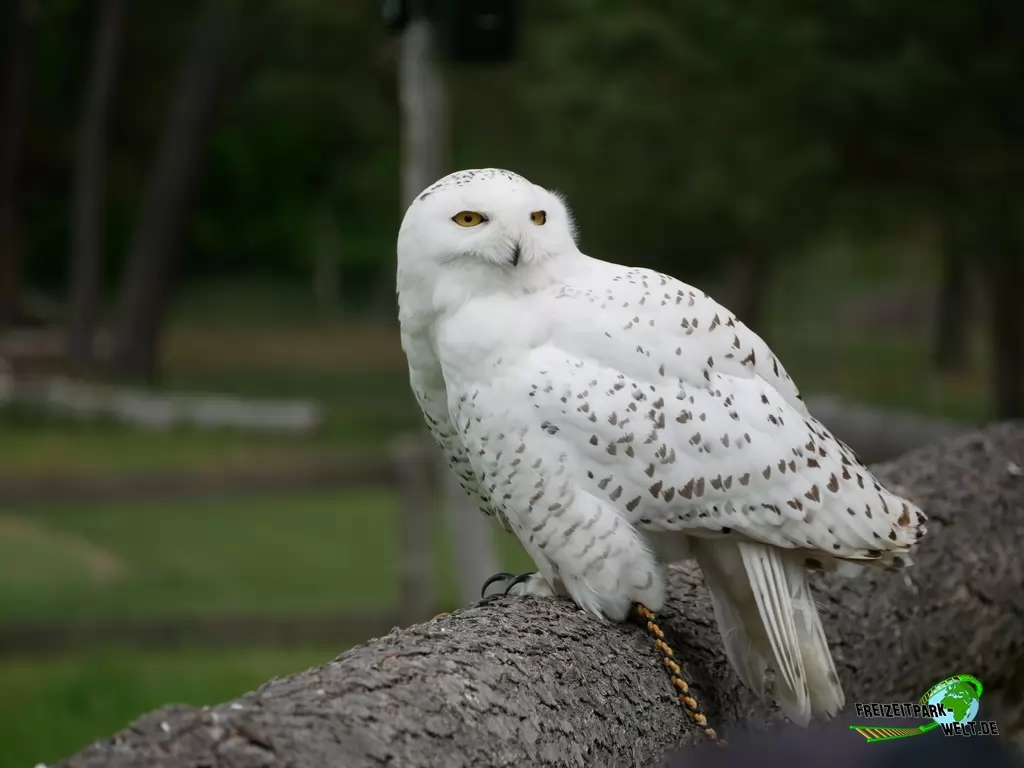 Schneeeule im Wildpark Johannismühle - 2020