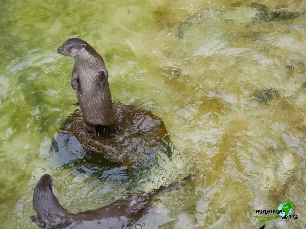 Fischotter im Wildpark Lüneburger Heide - 2020