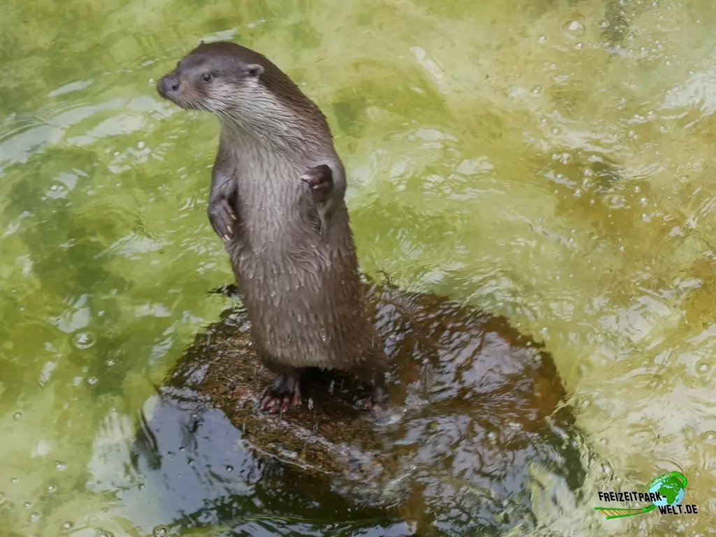 Fischotter im Wildpark Lüneburger Heide - 2020
