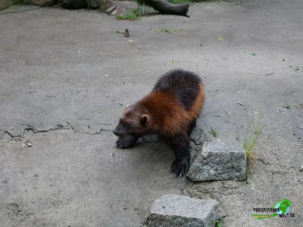 Vielfraß im Wildpark Lüneburger Heide - 2020