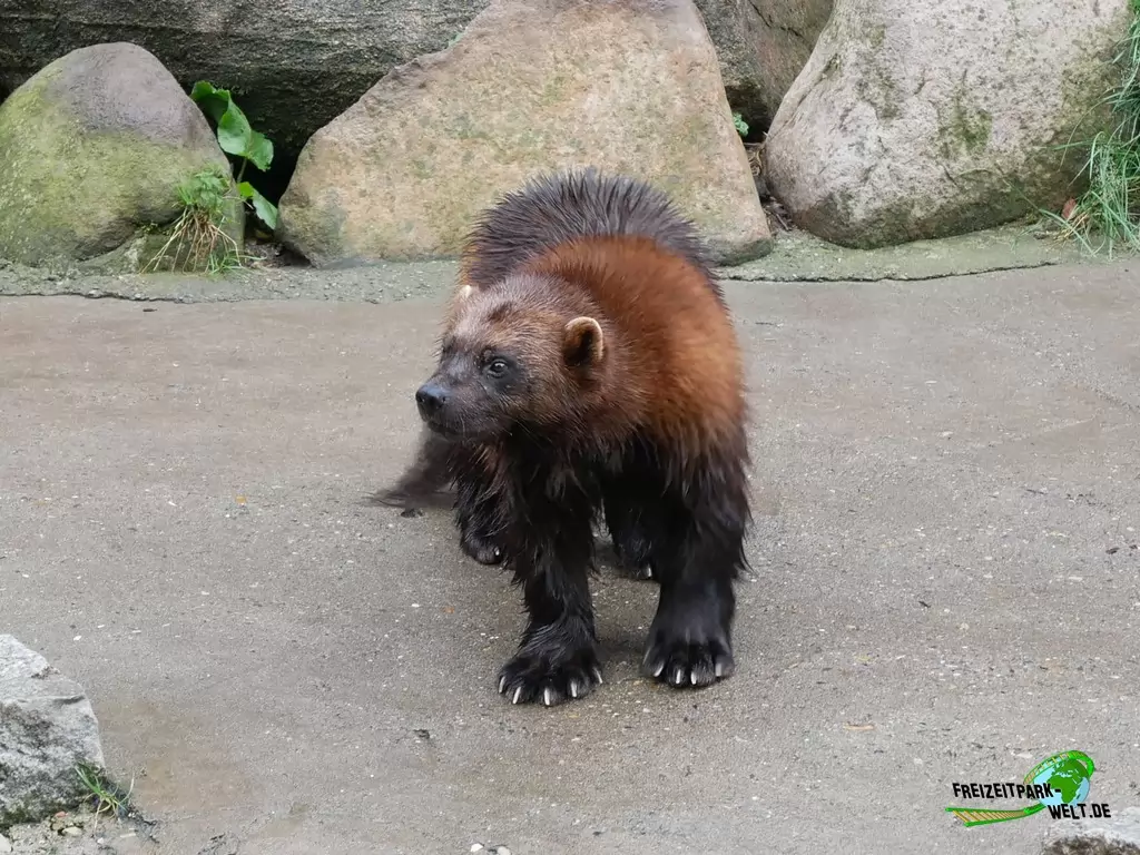 Vielfraß im Wildpark Lüneburger Heide - 2020