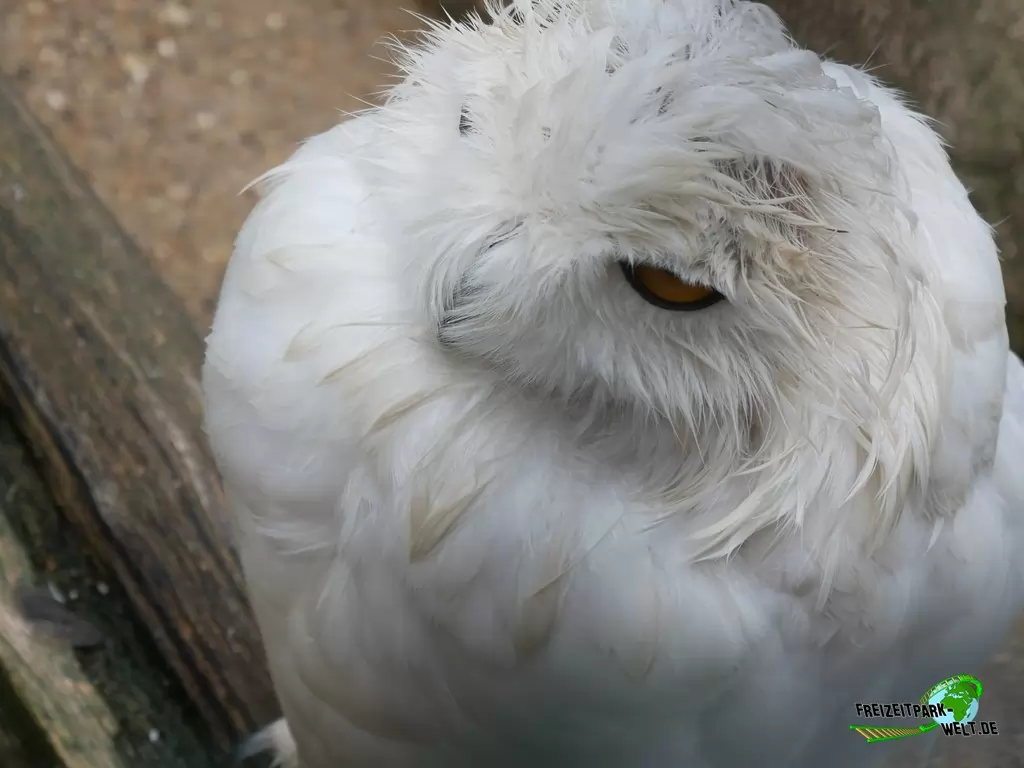 Schneeeule im Wildpark Lüneburger Heide - 2020