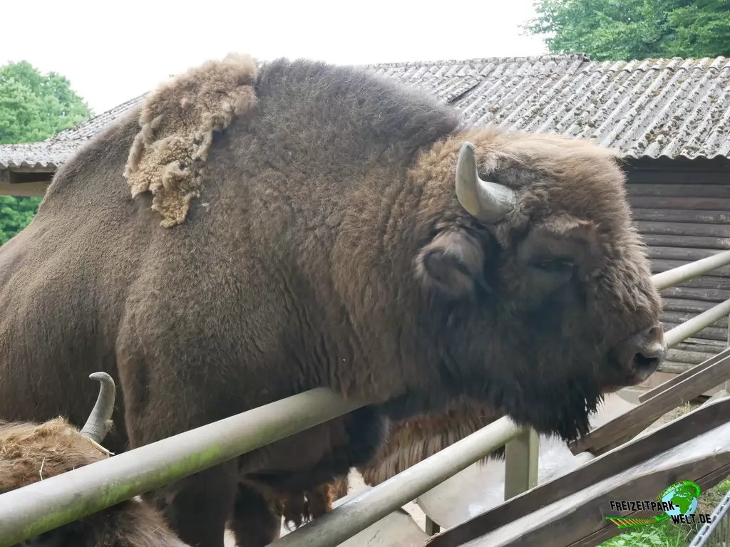 Hausyak im Wildpark Lüneburger Heide - 2020