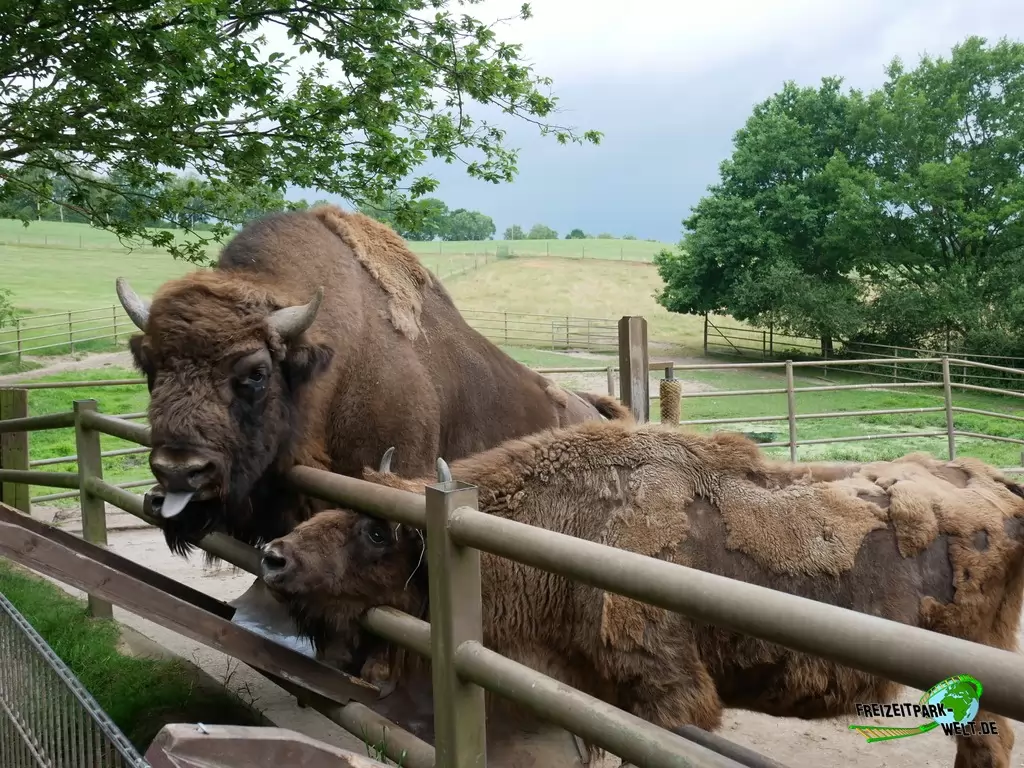 Hausyak im Wildpark Lüneburger Heide - 2020