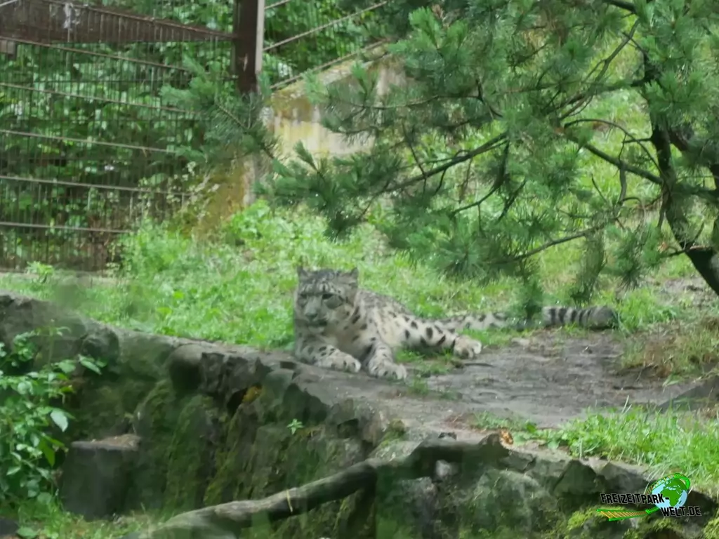 Schneeleopard im Wildpark Lüneburger Heide - 2020