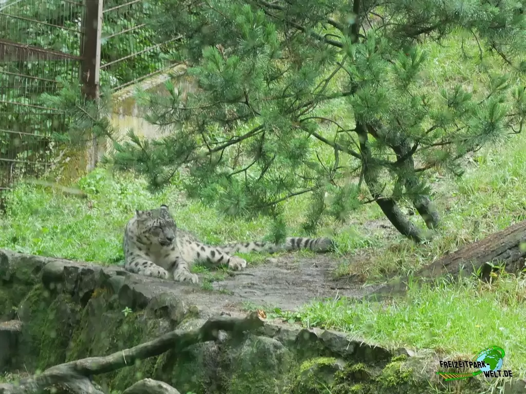 Schneeleopard im Wildpark Lüneburger Heide - 2020