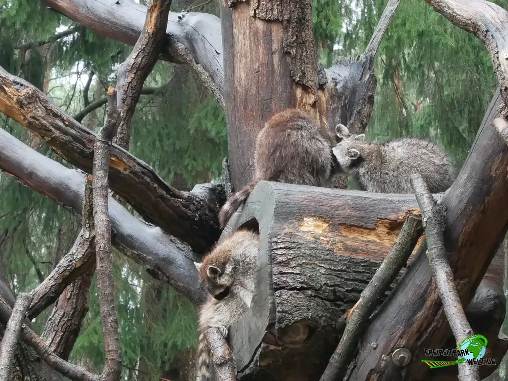 Nasenbär im Wildpark Lüneburger Heide - 2020