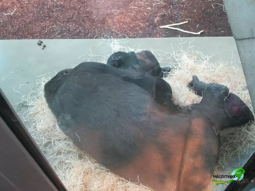 Westlicher Flachland-Gorilla in der Wilhelma - 2016: Gorilla mit Baby