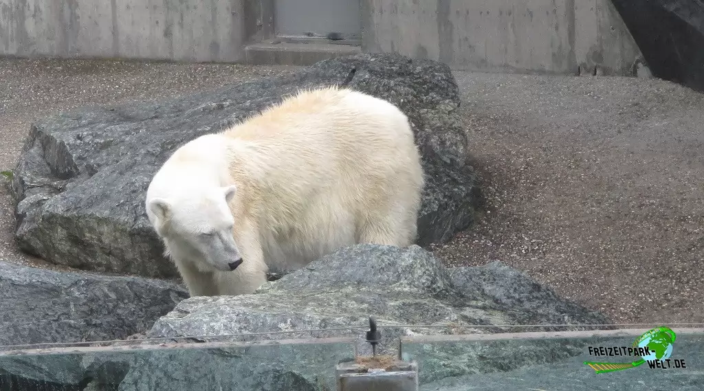 Eisbär in der Wilhelma - 2016