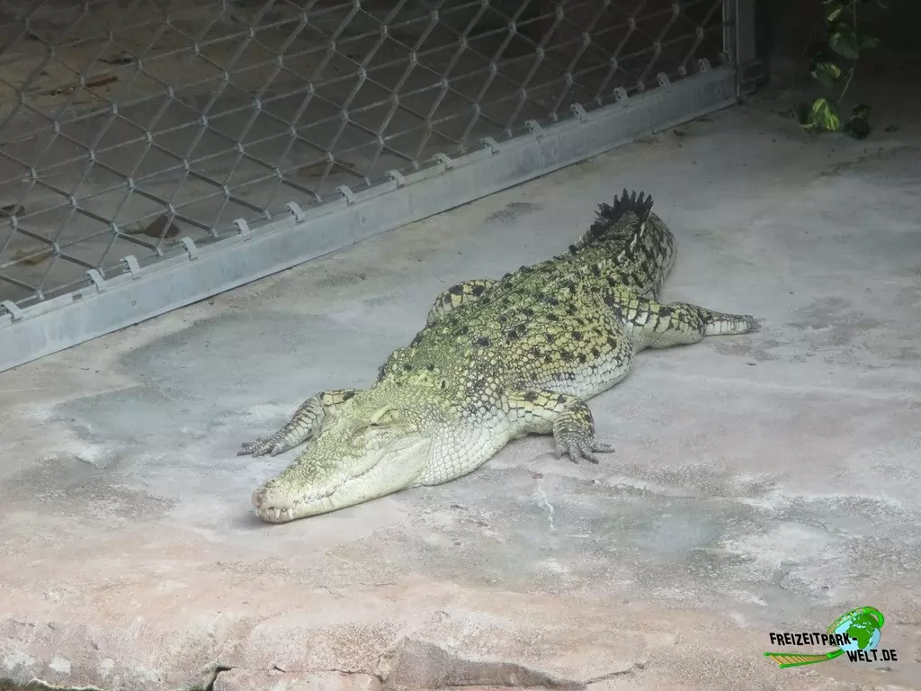 Leistenkrokodil in der Wilhelma - 2016