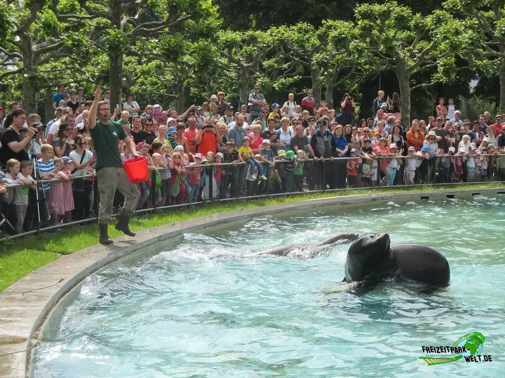 Seelöwe in der Wilhelma - 2016: Seelöwen-Fütterung