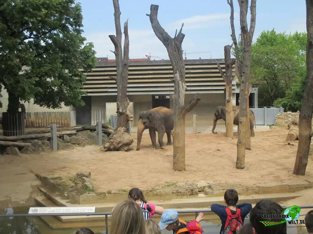 Asiatischer Elefant in der Wilhelma - 2016