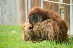 Mini-Galerie Zoo d'Amneville Foto 8