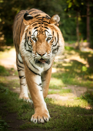 Mini-Galerie Zoo d'Amneville Foto 9