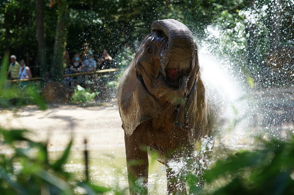 Zoo d'Amneville - 2021