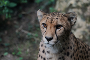 Mini-Galerie Zoo d'Amneville Foto 5