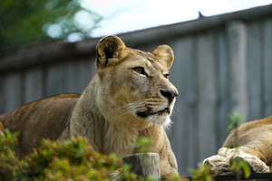 Teaserfoto Zoo d'Amneville