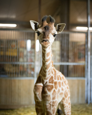Mini-Galerie Zoo d'Amneville Foto 6