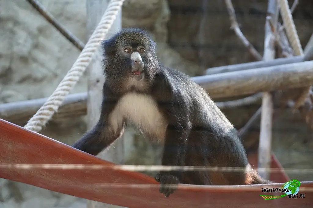 Rotscheitelmangabe im Zoo Barcelona - 2025