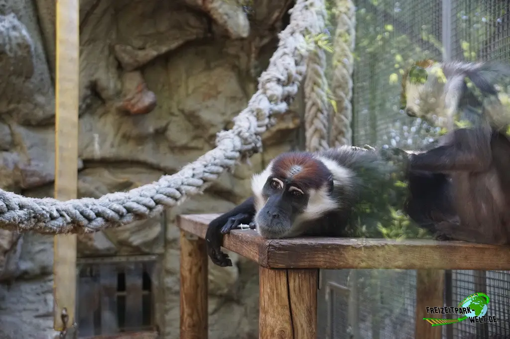 Rotscheitelmangabe im Zoo Barcelona - 2025