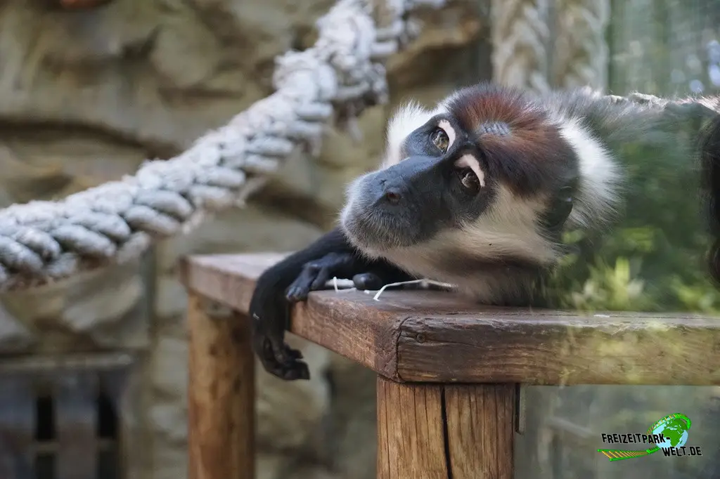 Rotscheitelmangabe im Zoo Barcelona - 2025