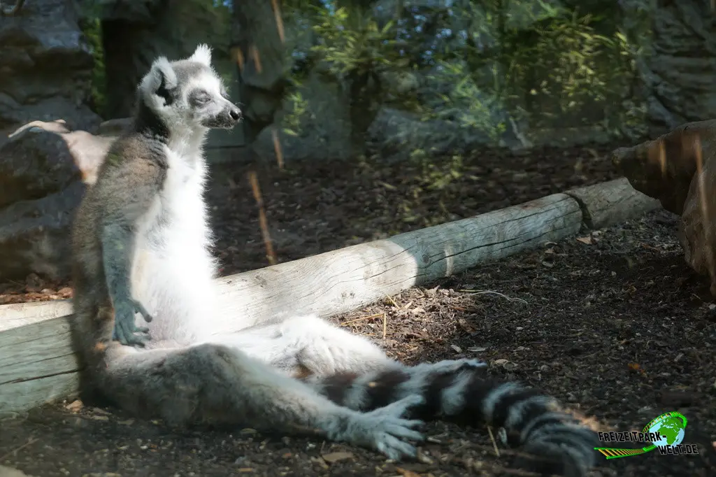 Katta im Zoo Barcelona - 2025