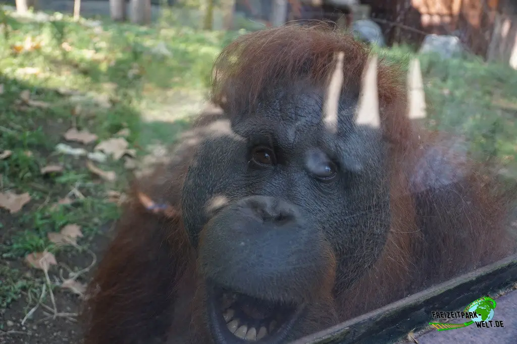 Orang-Utan im Zoo Barcelona - 2025