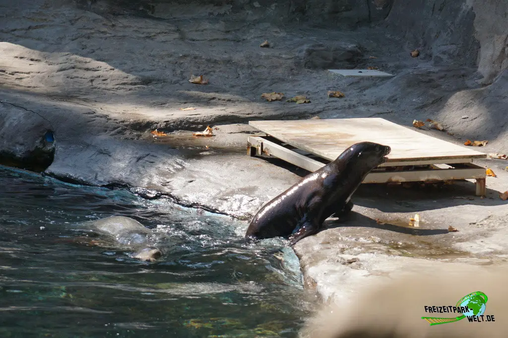Kalifornischer Seelöwe im Zoo Barcelona - 2025