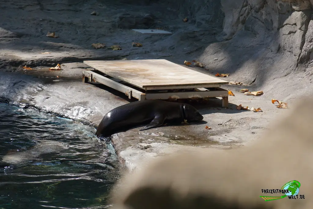 Kalifornischer Seelöwe im Zoo Barcelona - 2025