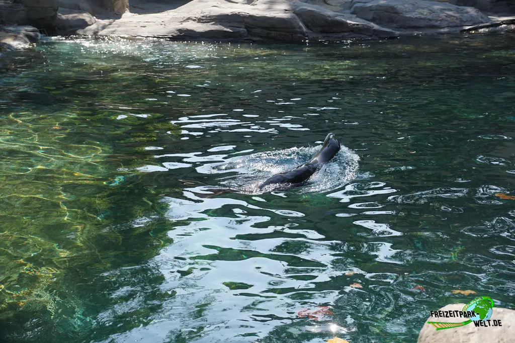 Kalifornischer Seelöwe im Zoo Barcelona - 2025