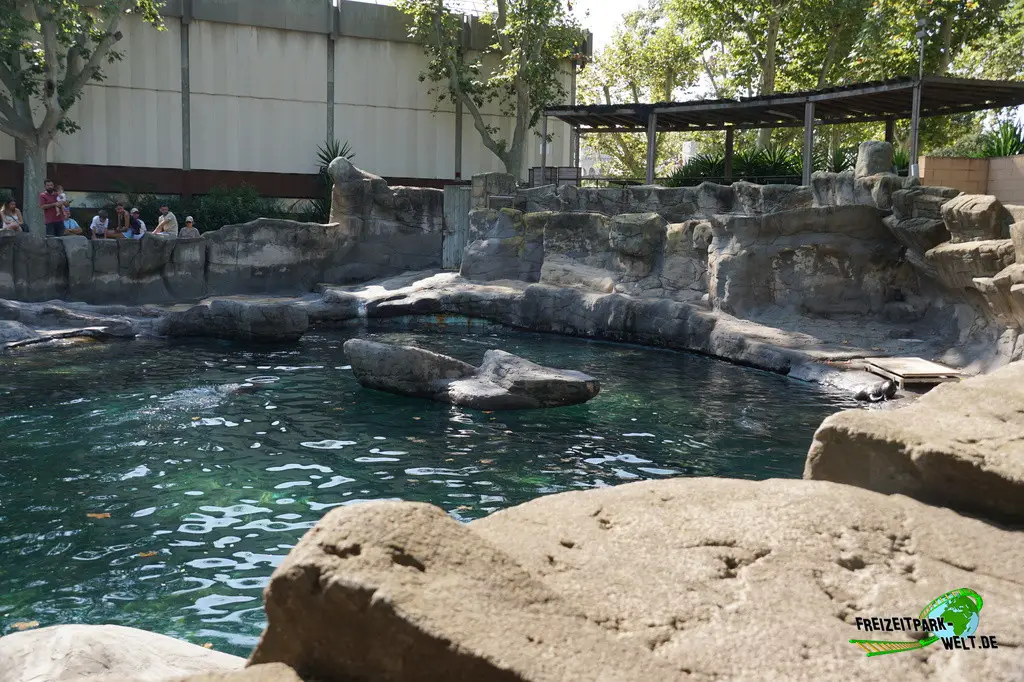 Kalifornischer Seelöwe im Zoo Barcelona - 2025