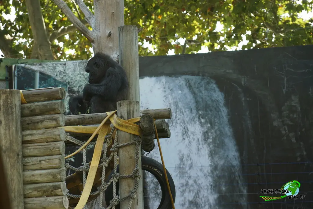 Westlicher Flachland-Gorilla im Zoo Barcelona - 2025