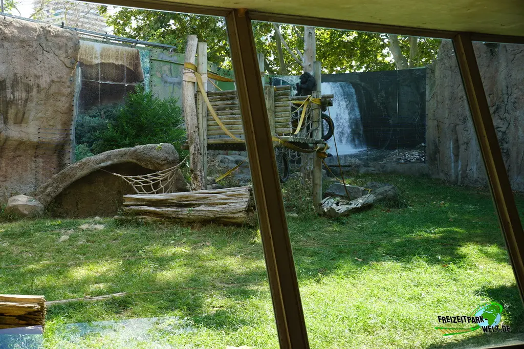 Westlicher Flachland-Gorilla im Zoo Barcelona - 2025