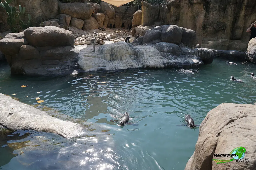 Humboldt-Pinguine im Zoo Barcelona - 2025