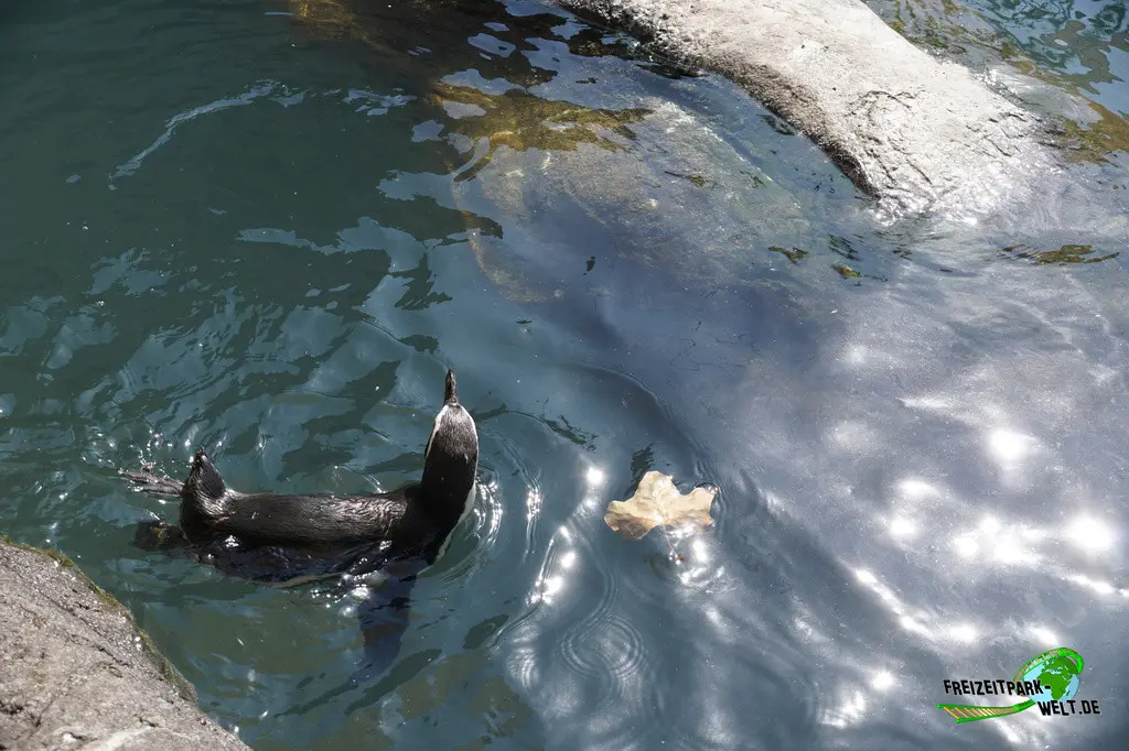 Humboldt-Pinguine im Zoo Barcelona - 2025