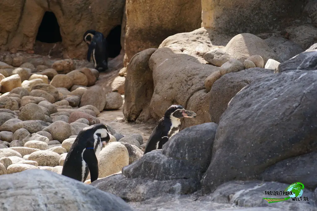 Humboldt-Pinguine im Zoo Barcelona - 2025