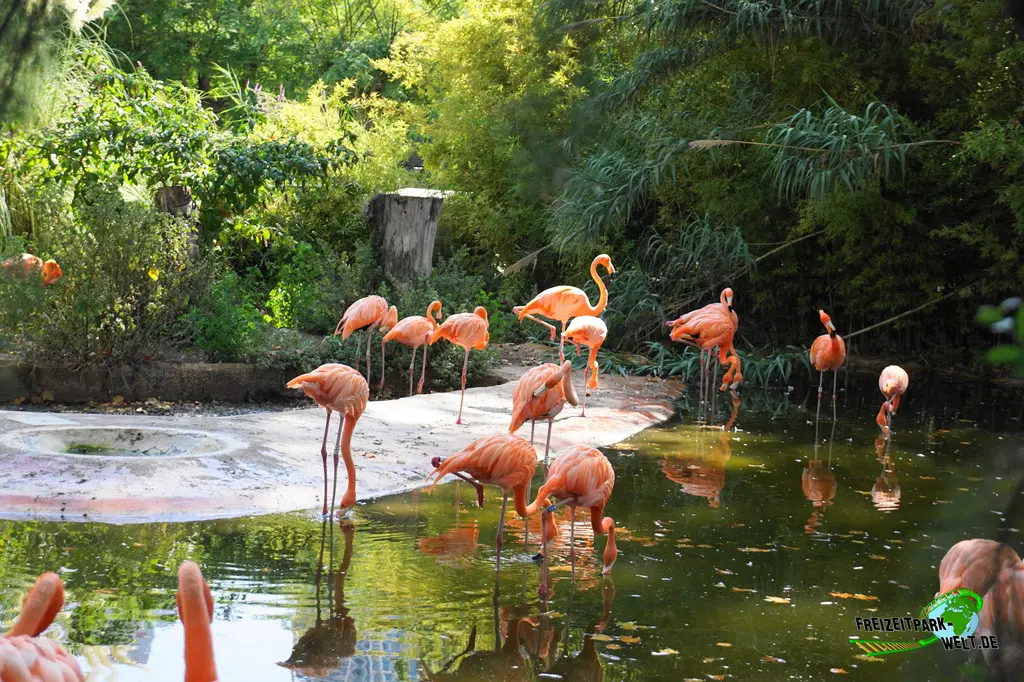 Chile-Flamingo im Zoo Barcelona - 2025