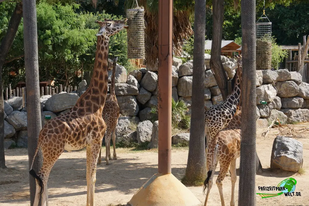 Giraffe im Zoo Barcelona - 2025