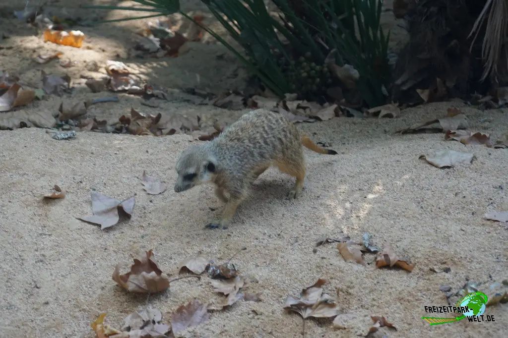 Erdmännchen im Zoo Barcelona - 2025