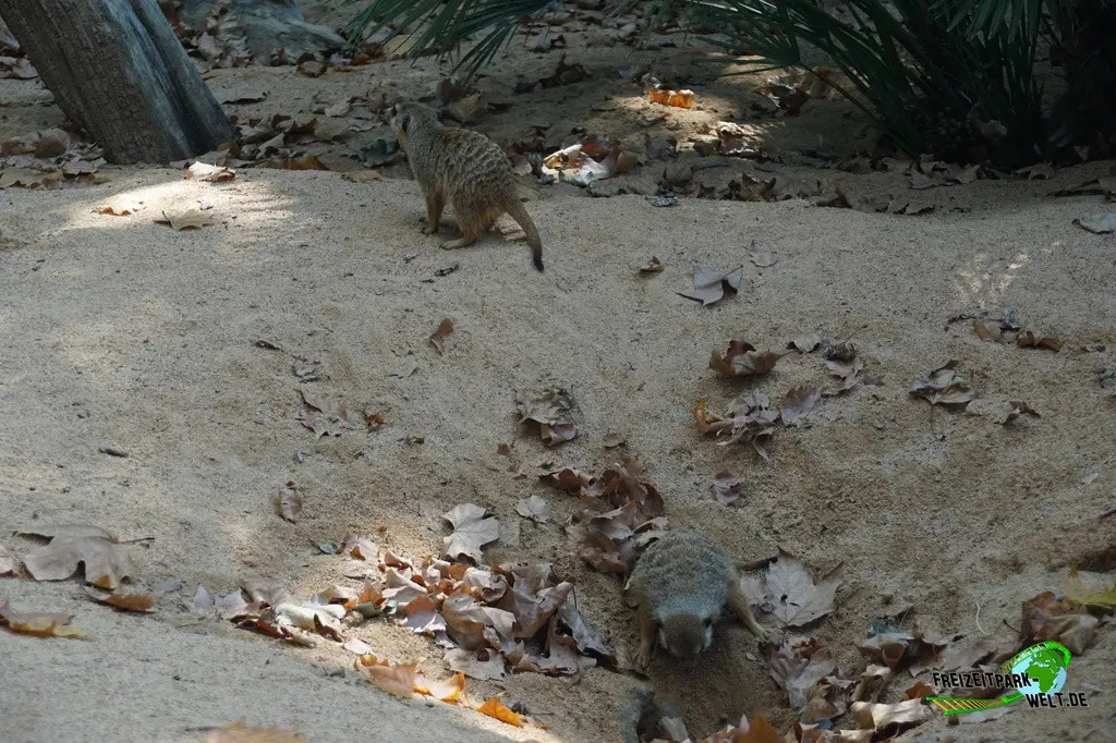 Erdmännchen im Zoo Barcelona - 2025