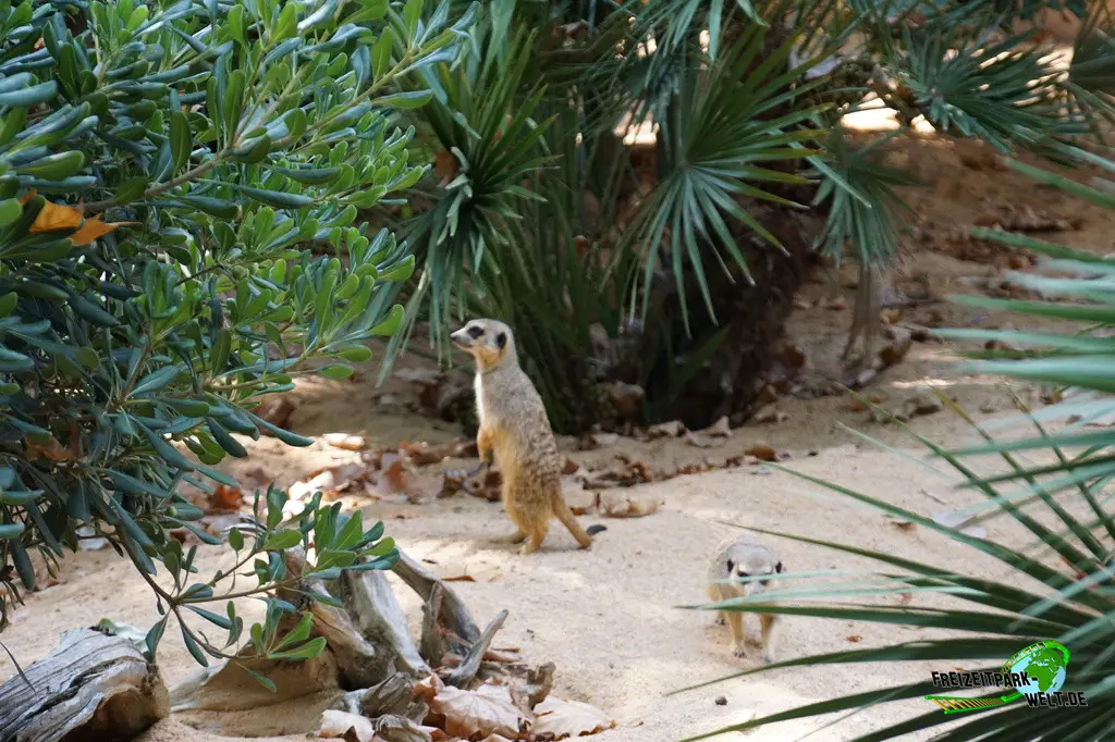 Erdmännchen im Zoo Barcelona - 2025